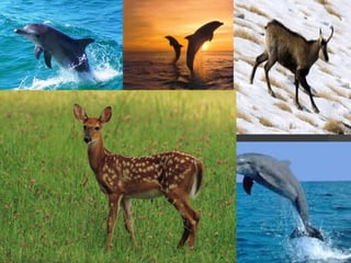 H πανίδα της ελλάδας