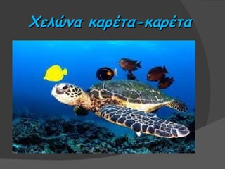 Χελώνα καρέτα-καρέτα
 