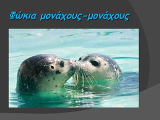 Φώκια μονάχους-μονάχους
 