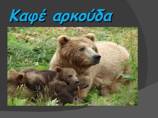 Καφέ αρκούδα
 
