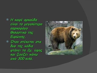    Η καφέ αρκούδα
    είναι το μεγαλύτερο
    σαρκοφάγο
    θηλαστικό της
    Ευρώπης.
   Όταν στέκεται στα
    δυο της πόδια
    φτάνει τα 2μ. ύψος
    και ζυγίζει πάνω
    από 300 κιλά.
 