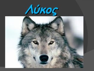 Λύκος
 