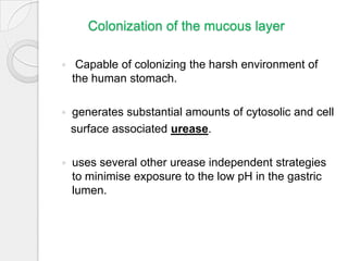 H.pylori - Transmission, Persistence, Clinical outcome | PPTX