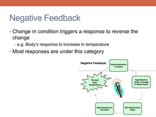 Negative Feedback 
• Change in condition triggers a response to reverse the 
change 
• e.g. Body’s response to increase in temperature 
• Most responses are under this category 
 