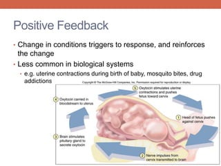 Positive Feedback 
• Change in conditions triggers to response, and reinforces 
the change 
• Less common in biological systems 
• e.g. uterine contractions during birth of baby, mosquito bites, drug 
addictions 
 