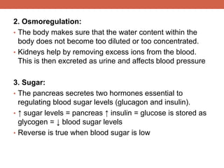 2. Osmoregulation: 
• The body makes sure that the water content within the 
body does not become too diluted or too concentrated. 
• Kidneys help by removing excess ions from the blood. 
This is then excreted as urine and affects blood pressure 
3. Sugar: 
• The pancreas secretes two hormones essential to 
regulating blood sugar levels (glucagon and insulin). 
• ↑ sugar levels = pancreas ↑ insulin = glucose is stored as 
glycogen = ↓ blood sugar levels 
• Reverse is true when blood sugar is low 
 