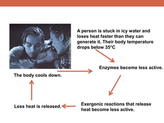 A person is stuck in icy water and 
loses heat faster than they can 
generate it. Their body temperature 
drops below 35°C 
Enzymes become less active. 
Exergonic reactions that release 
heat become less active. 
The body cools down. 
Less heat is released. 
 