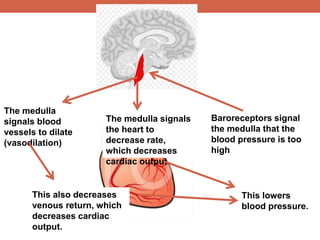 Baroreceptors signal 
the medulla that the 
blood pressure is too 
high 
The medulla signals 
the heart to 
decrease rate, 
which decreases 
cardiac output. 
The medulla 
signals blood 
vessels to dilate 
(vasodilation) 
This also decreases 
venous return, which 
decreases cardiac 
output. 
This lowers 
blood pressure. 
 