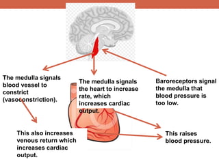 Baroreceptors signal 
the medulla that 
blood pressure is 
too low. 
The medulla signals 
the heart to increase 
rate, which 
increases cardiac 
output. 
The medulla signals 
blood vessel to 
constrict 
(vasoconstriction). 
This also increases 
venous return which 
increases cardiac 
output. 
This raises 
blood pressure. 
 