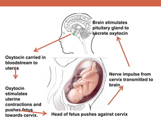 Brain stimulates 
pituitary gland to 
secrete oxytocin 
Nerve impulse from 
cervix transmitted to 
brain. 
Head of fetus pushes against cervix 
Oxytocin carried in 
bloodstream to 
uterus 
Oxytocin 
stimulates 
uterine 
contractions and 
pushes fetus 
towards cervix. 
 
