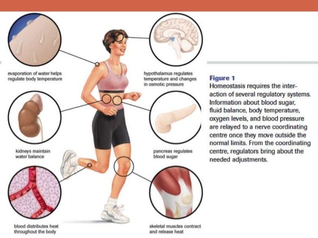 body balance is how fluid maintained in the H.1 homestasis summary body balance is how fluid maintained in the H.1 homestasis summary