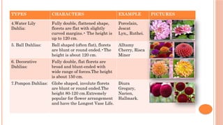 Floret Example dahlia breeding achievement in India with different method | PPTX