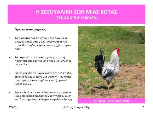 σεξ πουλί κόκορας Γιατί οι στρέιτ άντρες κάνουν γκέι πορνό