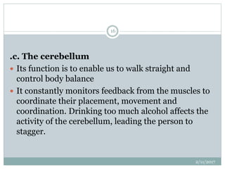.c. The cerebellum
 Its function is to enable us to walk straight and
control body balance
 It constantly monitors feedback from the muscles to
coordinate their placement, movement and
coordination. Drinking too much alcohol affects the
activity of the cerebellum, leading the person to
stagger.
2/11/2017
16
 