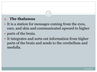 a. The thalamus
 It is a station for messages coming from the eyes,
ears, and skin and communicated upward to higher
 parts of the brain.
 It integrates and sorts out information from higher
parts of the brain and sends to the cerebellum and
medulla.
2/11/2017
17
 