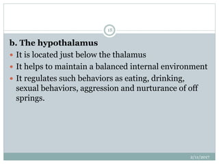 b. The hypothalamus
 It is located just below the thalamus
 It helps to maintain a balanced internal environment
 It regulates such behaviors as eating, drinking,
sexual behaviors, aggression and nurturance of off
springs.
2/11/2017
18
 