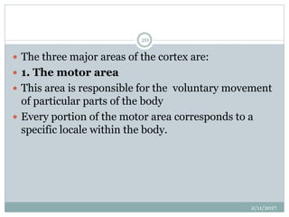  The three major areas of the cortex are:
 1. The motor area
 This area is responsible for the voluntary movement
of particular parts of the body
 Every portion of the motor area corresponds to a
specific locale within the body.
2/11/2017
20
 
