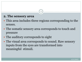 2. The sensory area
 This area includes three regions corresponding to the
senses.
 The somatic sensory area corresponds to touch and
pressure
 The auditory corresponds to sight
 The visual area corresponds to sound. Raw sensory
inputs from the eyes are transformed into
meaningful stimuli.
2/11/2017
21
 