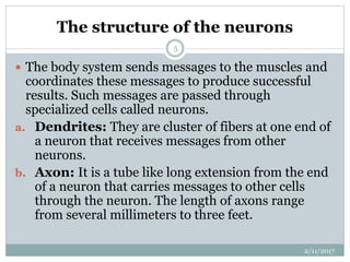 The structure of the neurons
 The body system sends messages to the muscles and
coordinates these messages to produce successful
results. Such messages are passed through
specialized cells called neurons.
a. Dendrites: They are cluster of fibers at one end of
a neuron that receives messages from other
neurons.
b. Axon: It is a tube like long extension from the end
of a neuron that carries messages to other cells
through the neuron. The length of axons range
from several millimeters to three feet.
2/11/2017
5
 