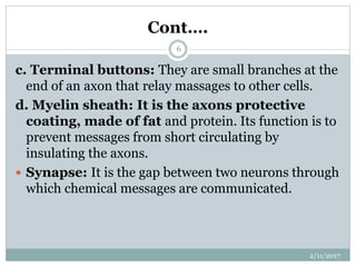 Cont….
c. Terminal buttons: They are small branches at the
end of an axon that relay massages to other cells.
d. Myelin sheath: It is the axons protective
coating, made of fat and protein. Its function is to
prevent messages from short circulating by
insulating the axons.
 Synapse: It is the gap between two neurons through
which chemical messages are communicated.
2/11/2017
6
 