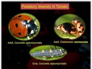 Hippoderus Armiger H. armigera - a polyphagous pest | PPTX
