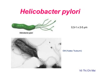 Helicobacter pylori
Võ Thị Chi Mai
0,5-1 x 2-5 µm
EM (Yutaka Tsutsumi)
 