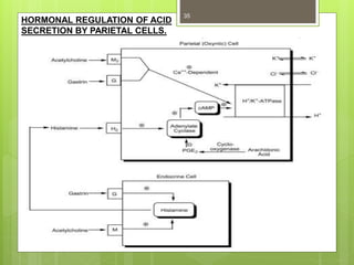 HORMONAL REGULATION OF ACID
SECRETION BY PARIETAL CELLS.
35
 