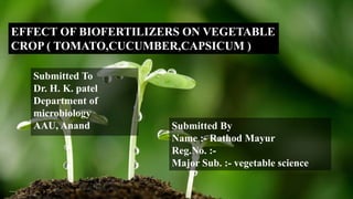 EFFECT OF BIOFERTILIZERS ON VEGETABLE
CROP ( TOMATO,CUCUMBER,CAPSICUM )
Submitted To
Dr. H. K. patel
Department of
microbiology
AAU, Anand Submitted By
Name :- Rathod Mayur
Reg.No. :-
Major Sub. :- vegetable science
 