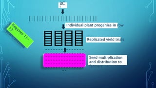 - - - - - - - - - - - - - - -
- - - - - - - - - - - - - - -
- - - - - - - - - - - - - - -
- - - - - - - - - - - - - - -
- - - - - - - - - - - - - - -
- - - - - - - - - - - - - - -
- -
Individual plant progenies in row
Replicated yield trials
Seed multiplication
and distribution to
farmers
BC
5
 