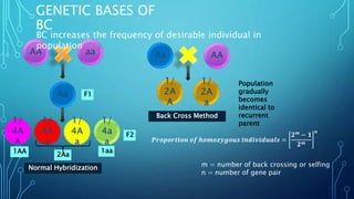 GENETIC BASES OF
BC
BC increases the frequency of desirable individual in
population
F1
F2
1AA 2Aa
1aa
Population
gradually
becomes
identical to
recurrent
parent
Normal Hybridization
Back Cross Method
𝑷𝒓𝒐𝒑𝒐𝒓𝒕𝒊𝒐𝒏 𝒐𝒇 𝒉𝒐𝒎𝒐𝒛𝒚𝒈𝒐𝒖𝒔 𝒊𝒏𝒅𝒊𝒗𝒊𝒅𝒖𝒂𝒍𝒔 =
𝟐 𝒎
− 𝟏
𝟐 𝒎
𝒏
m = number of back crossing or selfing
n = number of gene pair
 