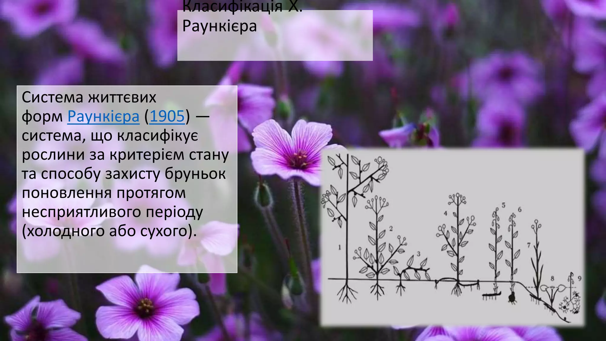 Класифікація X.
Раункієра
Система життєвих
форм Раункієра (1905) —
система, що класифікує
рослини за критерієм стану
та способу захисту бруньок
поновлення протягом
несприятливого періоду
(холодного або сухого).
 