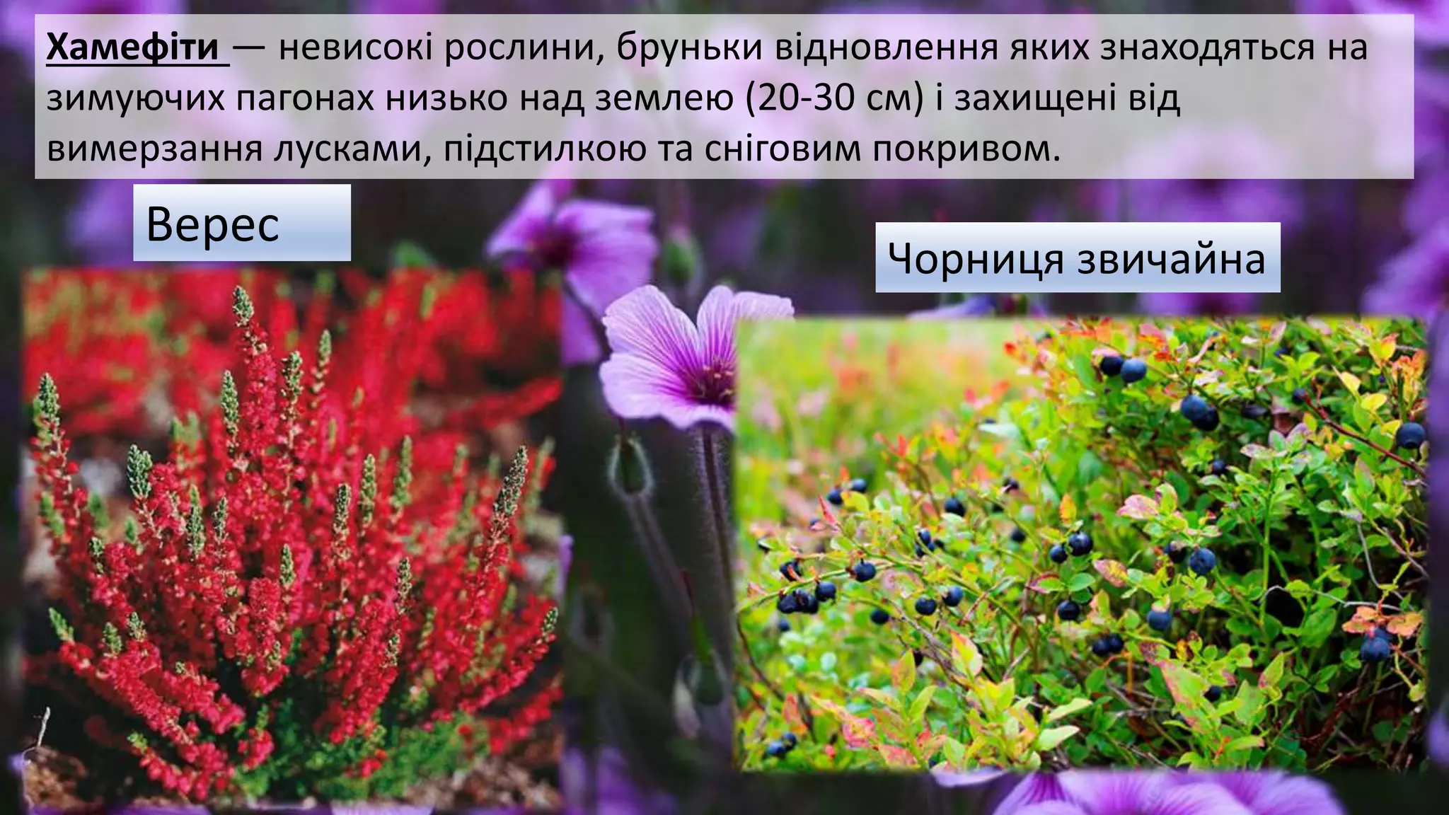 Хамефіти — невисокі рослини, бруньки відновлення яких знаходяться на
зимуючих пагонах низько над землею (20-30 см) і захищені від
вимерзання лусками, підстилкою та сніговим покривом.
Верес
Чорниця звичайна
 