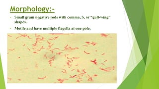 Motile Rods Helicobacter Pylori & Campylobacter bacteria. | PPTX