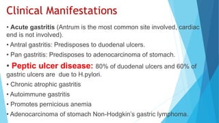 Clinical Manifestations
• Acute gastritis (Antrum is the most common site involved, cardiac
end is not involved).
• Antral gastritis: Predisposes to duodenal ulcers.
• Pan gastritis: Predisposes to adenocarcinoma of stomach.
• Peptic ulcer disease: 80% of duodenal ulcers and 60% of
gastric ulcers are due to H.pylori.
• Chronic atrophic gastritis
• Autoimmune gastritis
• Promotes pernicious anemia
• Adenocarcinoma of stomach Non-Hodgkin’s gastric lymphoma.
 