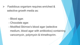  Fastidious organism requires enriched &
selective growth media as:
- Blood agar.
- Chocolate agar.
- Modified Skirrow’s blood agar (selective
medium, blood agar with antibiotics) containing
vancomycin, polymyxin & trimethoprim.
 