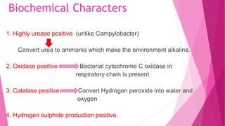 Biochemical Characters
1. Highly urease positive (unlike Campylobacter)
Convert urea to ammonia which make the environment alkaline.
2. Oxidase positive Bacterial cytochrome C oxidase in
respiratory chain is present
3. Catalase positive Convert Hydrogen peroxide into water and
oxygen
4. Hydrogen sulphide production positive.
 