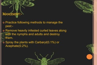 insect pest of medicinal plants and their control.pptx