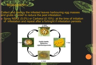 insect pest of medicinal plants and their control.pptx