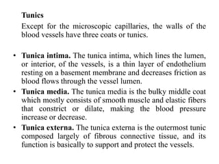 Tunics
Except for the microscopic capillaries, the walls of the
blood vessels have three coats or tunics.
• Tunica intima. The tunica intima, which lines the lumen,
or interior, of the vessels, is a thin layer of endothelium
resting on a basement membrane and decreases friction as
blood flows through the vessel lumen.
• Tunica media. The tunica media is the bulky middle coat
which mostly consists of smooth muscle and elastic fibers
that constrict or dilate, making the blood pressure
increase or decrease.
• Tunica externa. The tunica externa is the outermost tunic
composed largely of fibrous connective tissue, and its
function is basically to support and protect the vessels.
 