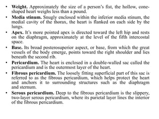 • Weight. Approximately the size of a person’s fist, the hollow, cone-
shaped heart weighs less than a pound.
• Media stinum. Snugly enclosed within the inferior media stinum, the
medial cavity of the thorax, the heart is flanked on each side by the
lungs.
• Apex. It’s more pointed apex is directed toward the left hip and rests
on the diaphragm, approximately at the level of the fifth intercostal
space.
• Base. Its broad posterosuperior aspect, or base, from which the great
vessels of the body emerge, points toward the right shoulder and lies
beneath the second rib.
• Pericardium. The heart is enclosed in a double-walled sac called the
pericardium and is the outermost layer of the heart.
• Fibrous pericardium. The loosely fitting superficial part of this sac is
referred to as the fibrous pericardium, which helps protect the heart
and anchors it to surrounding structures such as the diaphragm
and sternum.
• Serous pericardium. Deep to the fibrous pericardium is the slippery,
two-layer serous pericardium, where its parietal layer lines the interior
of the fibrous pericardium.
 