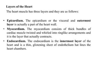 Layers of the Heart
The heart muscle has three layers and they are as follows:
• Epicardium. The epicardium or the visceral and outermost
layer is actually a part of the heart wall.
• Myocardium. The myocardium consists of thick bundles of
cardiac muscle twisted and whirled into ringlike arrangements and
it is the layer that actually contracts.
• Endocardium. The endocardium is the innermost layer of the
heart and is a thin, glistening sheet of endothelium hat lines the
heart chambers.
 