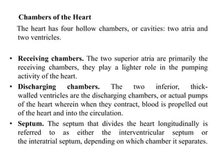 Chambers of the Heart
The heart has four hollow chambers, or cavities: two atria and
two ventricles.
• Receiving chambers. The two superior atria are primarily the
receiving chambers, they play a lighter role in the pumping
activity of the heart.
• Discharging chambers. The two inferior, thick-
walled ventricles are the discharging chambers, or actual pumps
of the heart wherein when they contract, blood is propelled out
of the heart and into the circulation.
• Septum. The septum that divides the heart longitudinally is
referred to as either the interventricular septum or
the interatrial septum, depending on which chamber it separates.
 