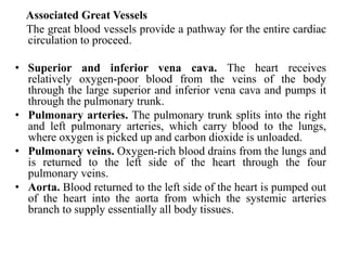 Associated Great Vessels
The great blood vessels provide a pathway for the entire cardiac
circulation to proceed.
• Superior and inferior vena cava. The heart receives
relatively oxygen-poor blood from the veins of the body
through the large superior and inferior vena cava and pumps it
through the pulmonary trunk.
• Pulmonary arteries. The pulmonary trunk splits into the right
and left pulmonary arteries, which carry blood to the lungs,
where oxygen is picked up and carbon dioxide is unloaded.
• Pulmonary veins. Oxygen-rich blood drains from the lungs and
is returned to the left side of the heart through the four
pulmonary veins.
• Aorta. Blood returned to the left side of the heart is pumped out
of the heart into the aorta from which the systemic arteries
branch to supply essentially all body tissues.
 