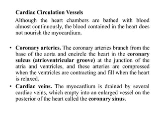 Cardiac Circulation Vessels
Although the heart chambers are bathed with blood
almost continuously, the blood contained in the heart does
not nourish the myocardium.
• Coronary arteries. The coronary arteries branch from the
base of the aorta and encircle the heart in the coronary
sulcus (atrioventricular groove) at the junction of the
atria and ventricles, and these arteries are compressed
when the ventricles are contracting and fill when the heart
is relaxed.
• Cardiac veins. The myocardium is drained by several
cardiac veins, which empty into an enlarged vessel on the
posterior of the heart called the coronary sinus.
 
