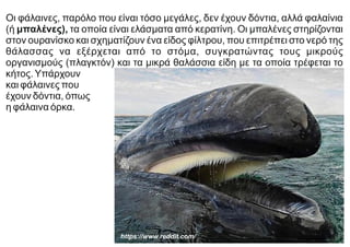 Οι φάλαινες, παρόλο που είναι τόσο μεγάλες, δεν έχουν δόντια, αλλά φαλαίνια
(ή μπαλένες), τα οποία είναι ελάσματα από κερατίνη. Οι μπαλένες στηρίζονται
στον ουρανίσκο και σχηματίζουν ένα είδος φίλτρου, που επιτρέπει στο νερό της
θάλασσας να εξέρχεται από το στόμα, συγκρατώντας τους μικρούς
οργανισμούς (πλαγκτόν) και τα μικρά θαλάσσια είδη με τα οποία τρέφεται το
κήτος.Υπάρχουν
και φάλαινες που
έχουν δόντια, όπως
η φάλαινα όρκα.
https://www.reddit.com/
 