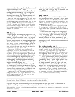 no more than 6 to 10 canes per bush. Both currants and                 Popular varieties include ‘Adams’, ‘Johns’, ‘Nova’,
gooseberries eventually form a hedge.                               ‘Kent’, and ‘York’. ‘Nova’ and ‘York’ are doing very well
   Pick currants when they are soft and have a deep red             at the NMSU Los Lunas Science Center.
or black color. Pick gooseberries when they reach full
size and the berries turn slightly pink or red. Both can
be eaten fresh or used in juice, jam, jelly, and pie. Cur-          Bush Cherries
rants tend to have a milder flavor than gooseberries.               The Nanking cherry (Prunus tomentosa) is one of the
   ‘Red Lake’ and ‘Perfection’ are two of the most popu-            most popular bush cherries, growing to a mature height
lar red currants while ‘Crandall’ and ‘Ben Lomond’ are              of 10 feet. This deciduous shrub bears white to pinkish
popular black currants. ‘Crandall’ appears to be the best           flowers early in the spring. The half-inch diameter, tart,
producer in NMSU Los Lunas Science Center trials.                   red fruit are similar to sour pie cherries and make excel-
‘Pixwell’, ‘Poorman’, and ‘Welcome’ are popular goose-              lent pies, jellies, and jams.
berries with half-inch berries. Both currants and goose-                The Nanking cherry makes an excellent windbreak
berries are generally self-fruitful, so only one variety is         for home gardens. Its relatively short height makes it
necessary for pollination.                                          easy to protect from light frosts in the spring with a tarp
                                                                    or blanket.
                                                                        Hansen’s bush cherry (sand cherry) (Prunus besseyi)
Elderberries                                                        is somewhat more drought tolerant than the Nanking
The most common elderberry in the United States is the              cherry. Small, white flowers that blossom in the spring
American elderberry, or sweet elder (Sambucus canadensis).          produce purplish-black fruit on a 4- to 6-foot shrub.
Reaching a mature height of 8 to 12 feet, it is a vigorous          The tart, tangy fruit are used in pies, preserves, and
grower. Thick clusters of numerous creamy white flowers             sauces. The silvery green leaves turn crimson in the fall,
are borne on five-stemmed, flat to umbrella-shaped flower           making it an excellent multipurpose shrub for landscap-
clusters. The elderberry produces round, ¼-inch purple-             ing and fruiting.
black berries. The juicy fruit are a rich source of iron and
vitamin C. Berries are used for making jelly, jam, pie,
juice, and wine. Seeds are quite large and can become a             Sea Buckthorn (Sea Berry)
nuisance if they get stuck in your teeth.                           The sea buckthorn (sea berry) (Hippophae rhamnoides)
   Elderberries will thrive in most soils, but prefer               is highly prized in Europe and Asia, but virtually un-
loams. Light, sandy soils should be well conditioned                known here. A fine ornamental shrub with narrow
with ample quantities of compost and/or peat moss to                grayish-green foliage, it is particularly striking when cov-
hold water. Do not allow elderberries to be stressed for            ered with bright orange fruit. The berries are tart, but
moisture, and protect them from dry winds, especially               tasty and nutritious; are an excellent source of vitamins
during fruit development. Mulch the roots to help                   C, A, and E; and make a delicious juice and reportedly
control weeds and keep the soil moist. No fertilizer is             medicinally valuable oil. Available female varieties in-
required the first year, assuming they are planted in a             clude ‘Golden Sweet’, ‘Leikora’, ‘Titan’, ‘Amber Dawn’,
fertile soil. In the spring of each following year, apply a         ‘Botanica’, ‘Radiant’, and ‘Star of Altai’. Female variet-
balanced fertilizer at moderate rates.                              ies that are doing very well in the NMSU Los Lunas
   Elderberries are partially self-fruited, but their yields        Science Center trials include ‘Amber Dawn’ (compact,
will increase significantly with cross-pollination from an-         4–6 feet tall), ‘Star of Altai’ (medium, 6–8 feet tall),
other variety. Fruit are produced on 1- to 3-year-old wood.         and ‘Botanica’ (large, 8–10 feet tall). One male plant is
To prune, remove wood older than 3 years and thin weak              recommended for every 6–8 female plants for proper
wood to encourage strong growth of new wood.                        pollination. The male plants are also attractive ornamen-
   Harvest the berries by removing the whole cluster                tal shrubs and are covered with attractive large golden-
with pruning shears. Then strip the berries into a clean            brown flower buds in winter and spring.
bucket for processing. Strain the seeds from the juice
and sweeten the juice with sugar.


 Original author: George W. Dickerson, former Extension Horticulture Specialist.

Contents of publications may be freely reproduced for educational purposes. All other rights reserved. For permission to use
publications for other purposes, contact pubs@nmsu.edu or the authors listed on the publication.
New Mexico State University is an equal opportunity/affirmative action employer and educator. NMSU and the U.S. Department
of Agriculture cooperating.

Revised July 2009	                                    Guide H-326 • Page 2                                     Las Cruces, NM
 