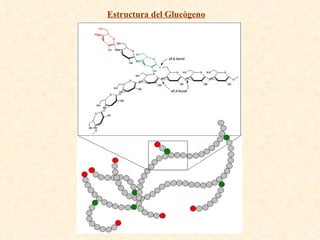 Estructura del Glucògeno 