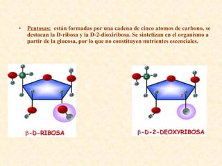 Pentosas:   están formadas por una cadena de cinco atomos de carbono, se destacan la D-ribosa y la D-2-dioxiribosa. Se sintetizan en el organismo a partir de la glucosa, por lo que no constituyen nutrientes escenciales. 