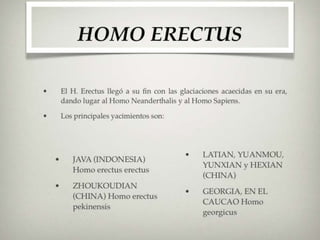 H  Erectus
