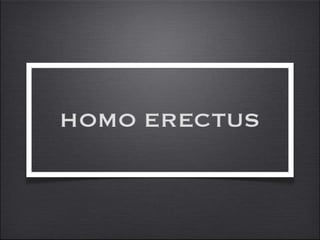 H  Erectus